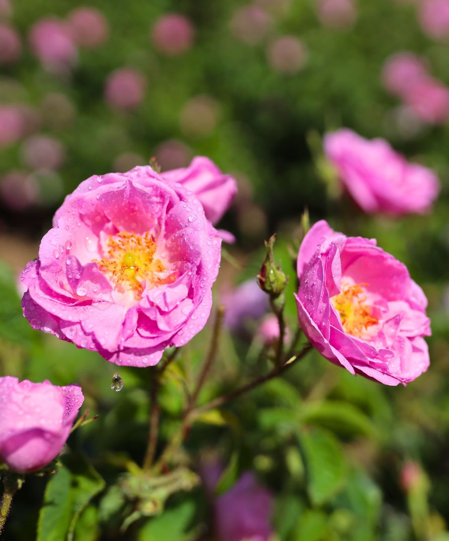 zwei Rosen in ihrer vollen Pracht kurz vor der Rosenernte
