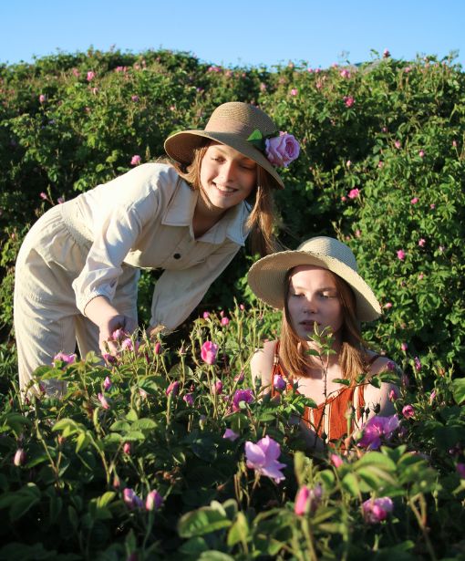 Zwei Frauen bei der Ernte auf den Rosenfeldern